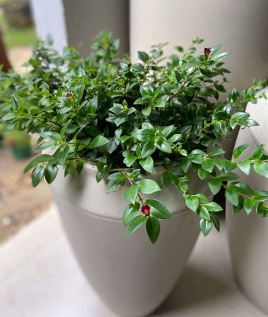 WhatsApp Image 2023-05-26 at 07.16.01